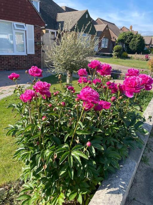 Rooms In A Beautiful House With Free On St Parking Hove Extérieur photo